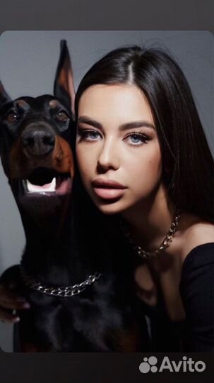 Доберман на фотосессию