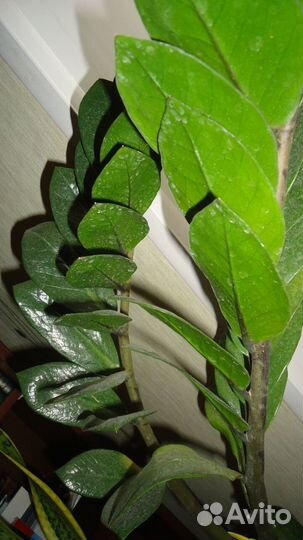 Цветы комнатные разные с горшком