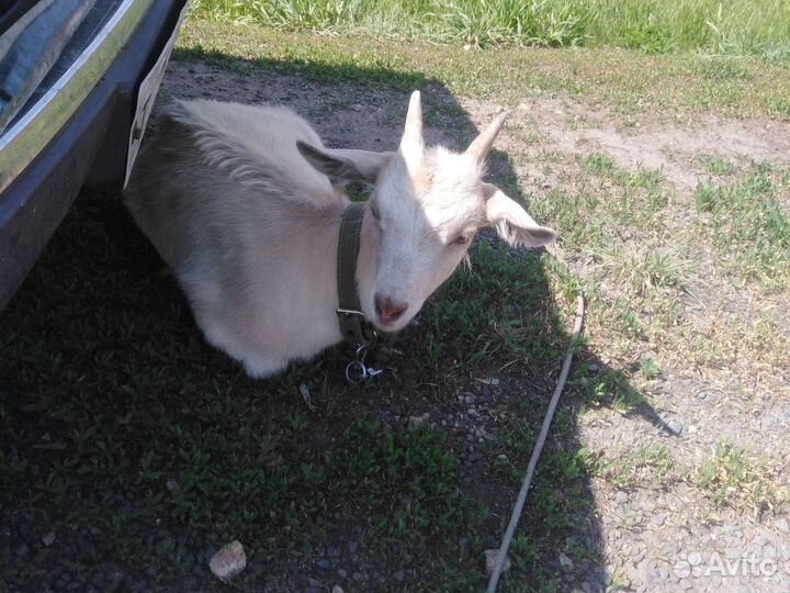 Козочка молочная