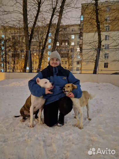 Кинолог/догситтер/выгульщик/ноузворк