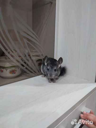 Шиншилла