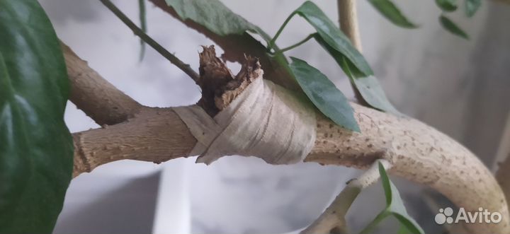 Гибискус/китайская роза