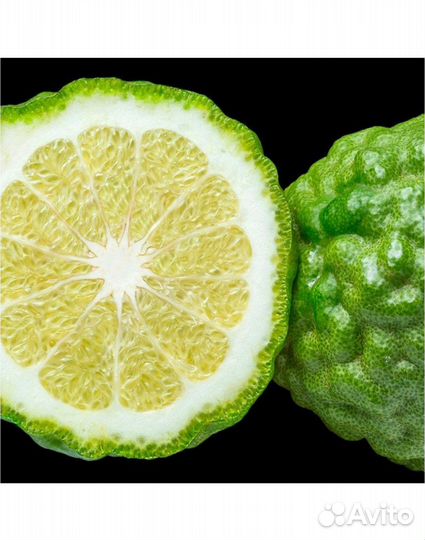 Yodeyma Парфюмерная женская вода tendenze