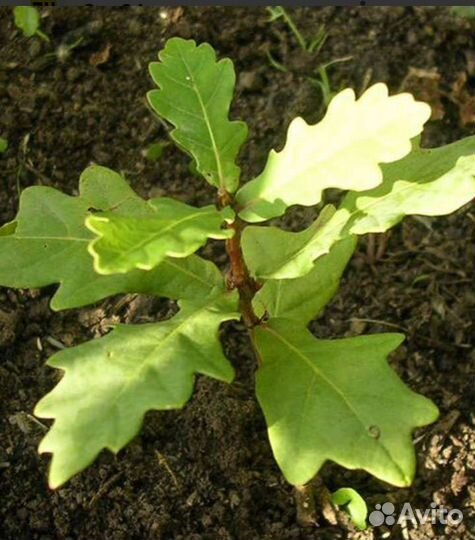 Девичий виноград, дуб, липа,рябина саженцы