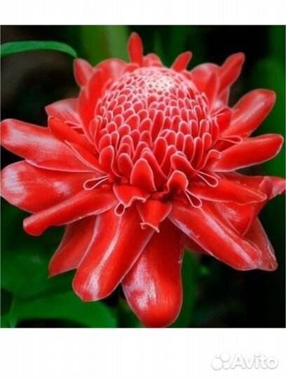 Yodeyma Парфюмерная вода женская yodeyma temis