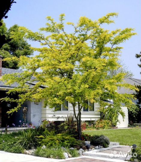 Саженцы гледичия, живая изгородь, медонос, забор