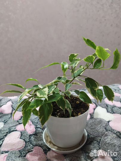 Фикус бенджамина пестролистный