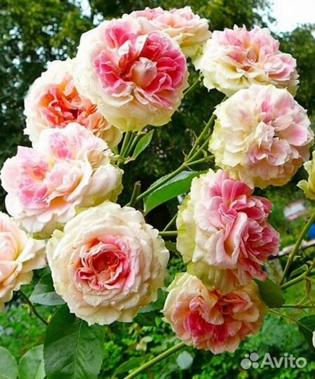 Роза плетистая набор 5 сортов