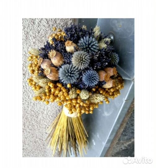 Мордовник сухоцвет