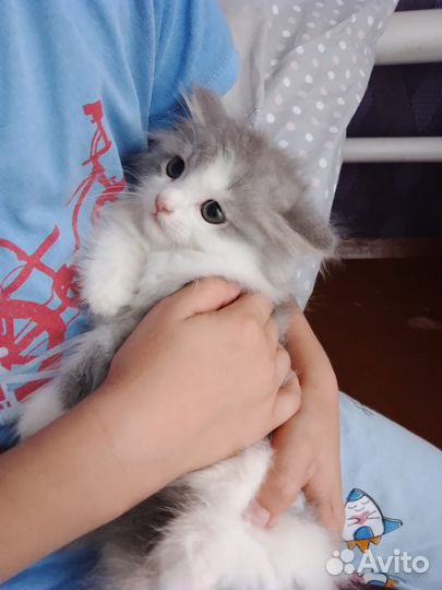 Кошечка в добрые руки