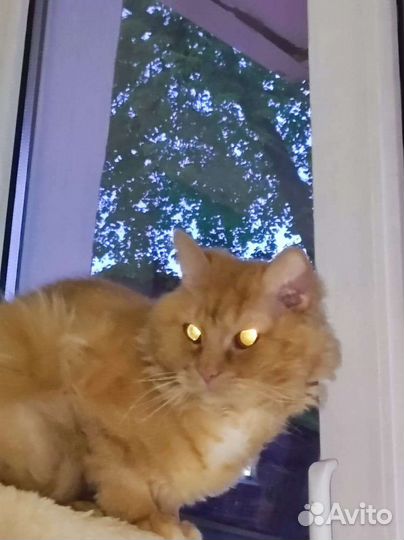 Добрые руки