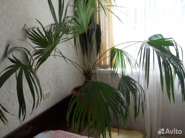 Пальма 