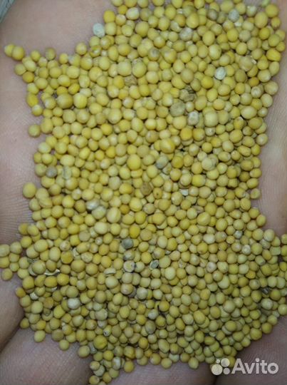 Горчица. семена