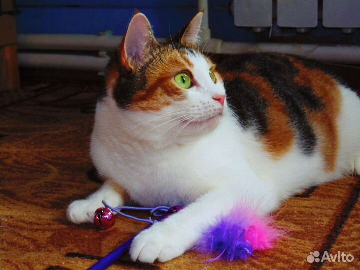 Пупся ищет дом