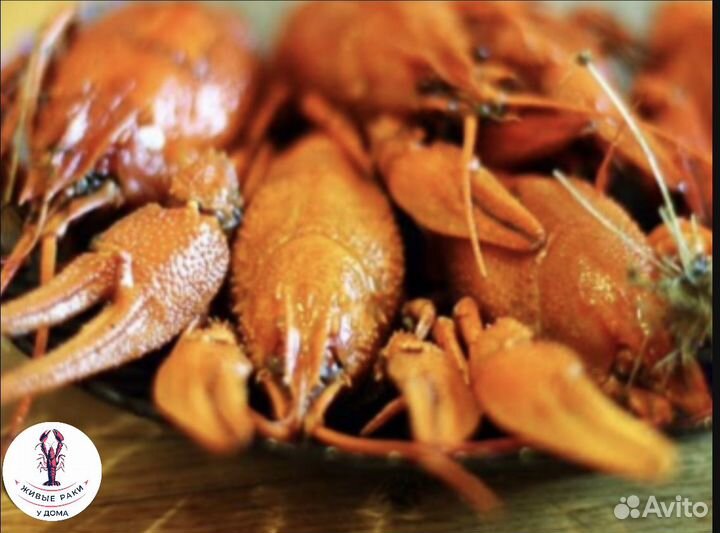 Раки вареные / живые алтайские