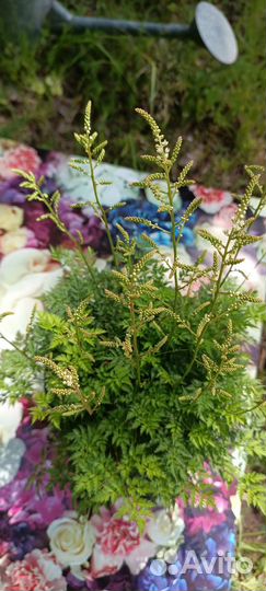 Волжанка кокорышелистная