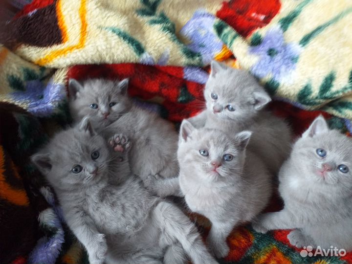 Продаю британских котят