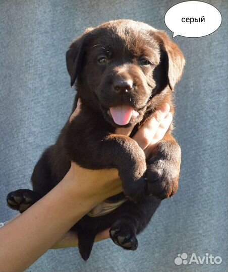 Шоколадные щенки лабрадора