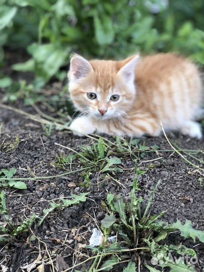 Отдадим котят в добрые руки