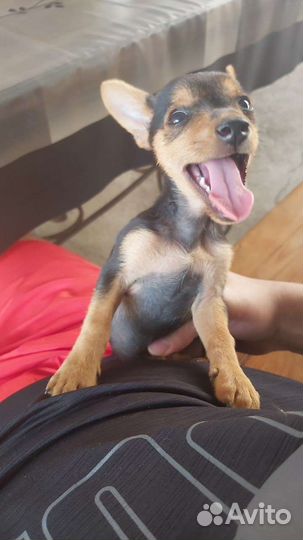 Мини той-терьер