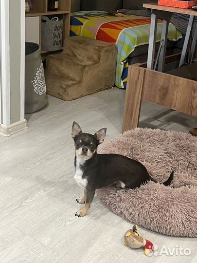 Маленькая собака в добрые руки