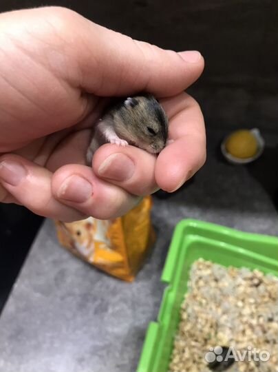 Джунгарский хомяк