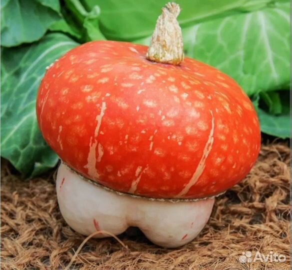 Семена декоративной тыквы