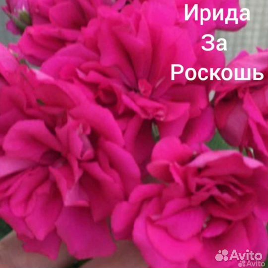 Пеларгония сортовая