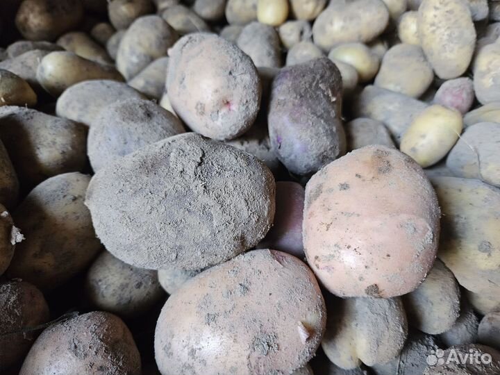 Продам картофель