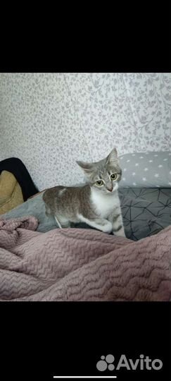 Кошка в дар бесплатно