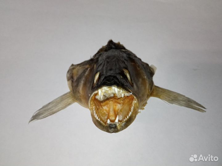 Чучело головы рыб