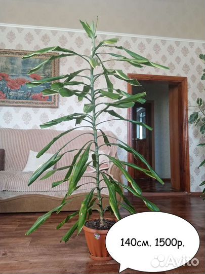 Пальма драцена