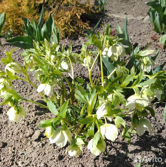 Анемона,монарда,морозник, хризантемы, калужница