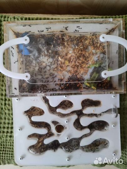 Муравьиная ферма с муравьями