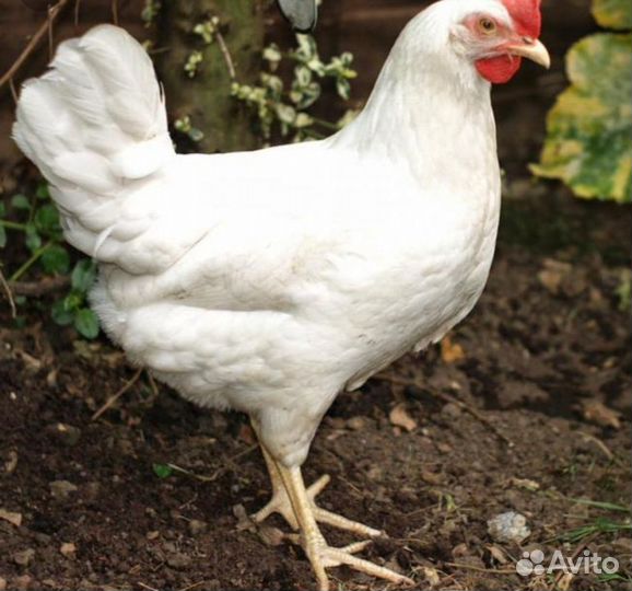 Куры несушки и петушки