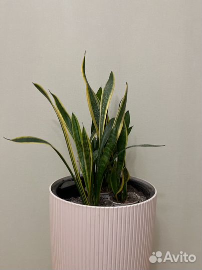 Сансевиерия ханни