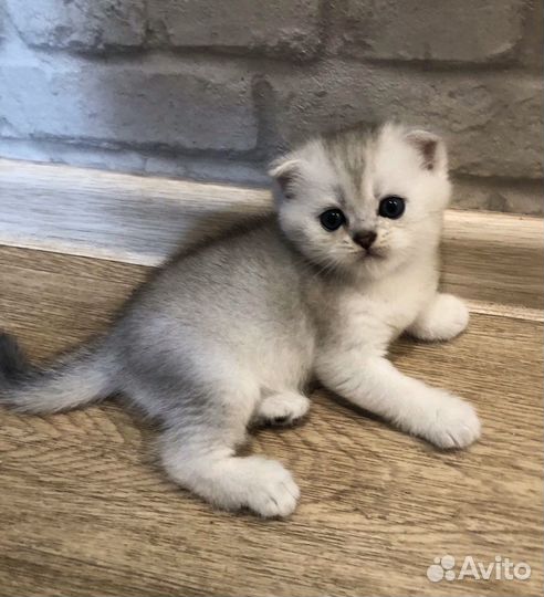 Шотландские котята