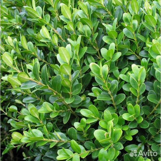 Самшит, Лаванда