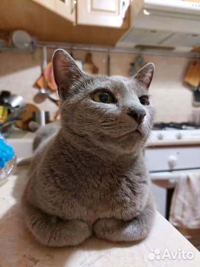 Передержка котов/грызунов, котоняня, котоситтер