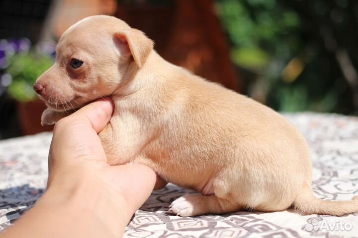 Ксоло mini пуховички