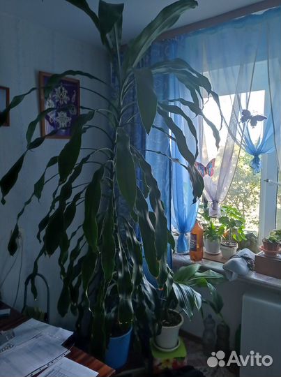 Продам цветы комнатные