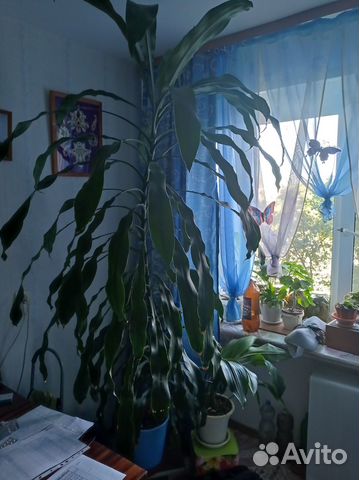 Продам цветы комнатные