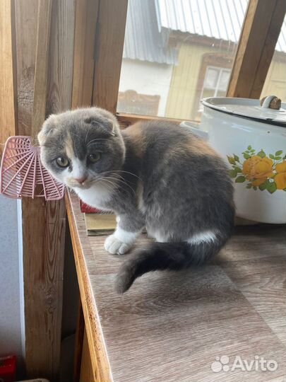 Вислоухая кошечка