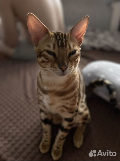 Котик Бенгальский вязка