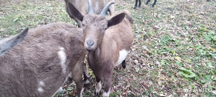 Козы и козлы