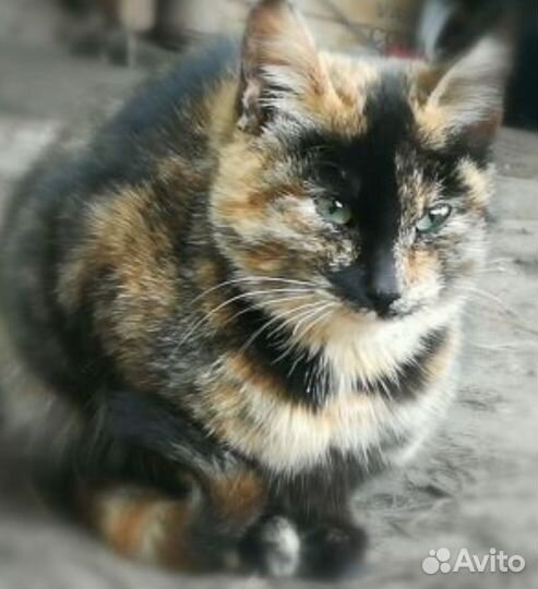 Трёхцветная, черепаховая кошка