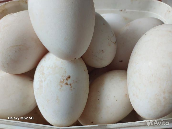 Яйцо гусиное