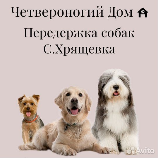 Передержка собак