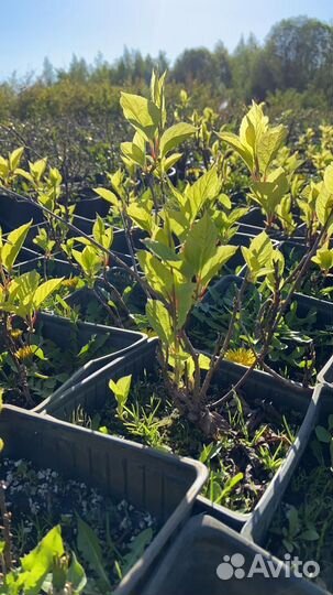 Лимонник китайский