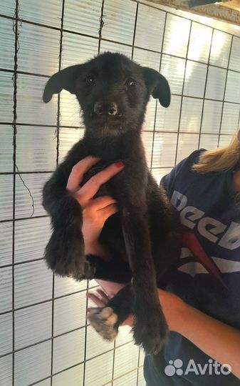 Щенок овчарки в дар
